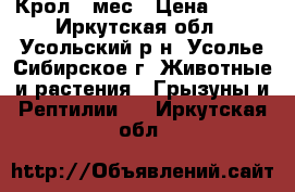 Крол 7 мес › Цена ­ 500 - Иркутская обл., Усольский р-н, Усолье-Сибирское г. Животные и растения » Грызуны и Рептилии   . Иркутская обл.